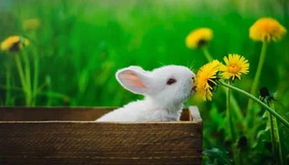 冷水江伴游招聘，风信子伴游网